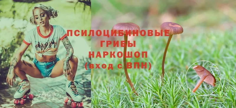 blacksprut   Куровское  Псилоцибиновые грибы Psilocybine cubensis 